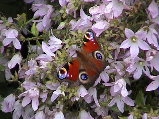 Peacock, 30th July, 2005